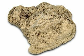 Dinosaur (Triceratops) Frill Shield Section - Montana #348013