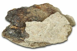 Dinosaur (Triceratops) Frill Shield Section - Montana #348016