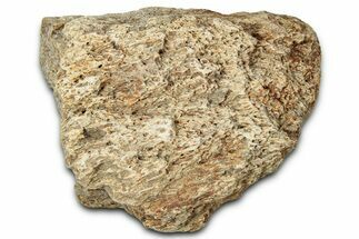 Dinosaur (Triceratops) Frill Shield Section - Montana #348029