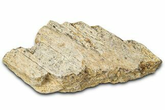 Dinosaur (Triceratops) Frill Shield Section - Montana #348035