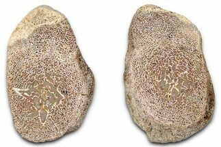 Cut Agatized Dinosaur Vertebra (Gembone) - New Mexico #348846