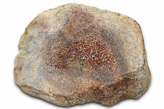 Polished Dinosaur Bone (Gembone) Limb Section - New Mexico #348848