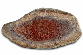 Polished Dinosaur Bone (Gembone) Section - New Mexico #348849