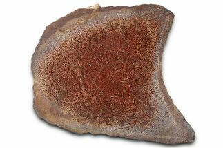 Polished Dinosaur Bone (Gembone) Section - New Mexico #348851