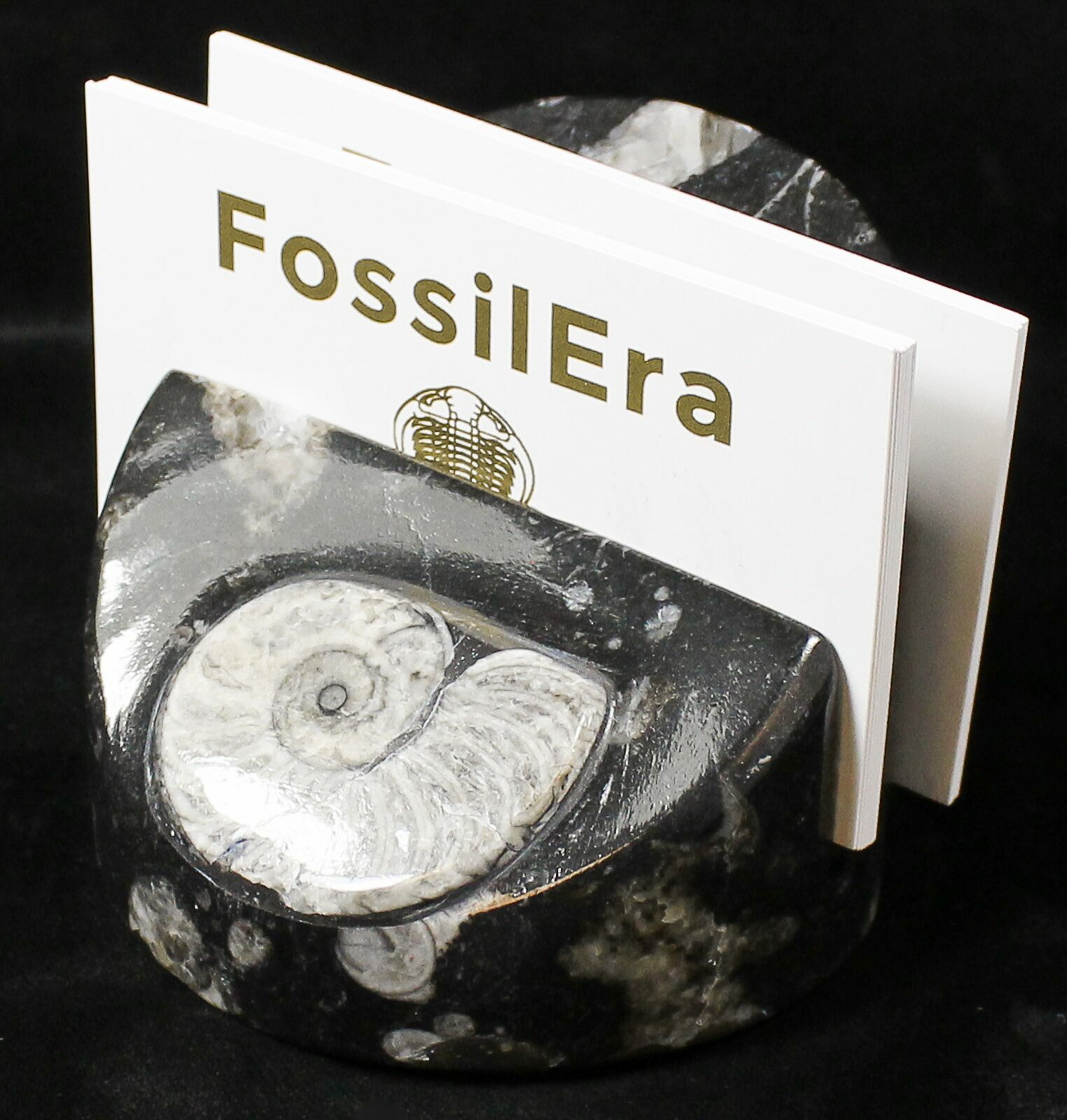 Goniatite & Orthoceras Fossil Card Holder (18271) For Sale
