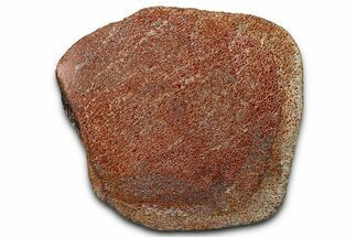 Polished Dinosaur Bone (Gembone) Section - New Mexico #348857