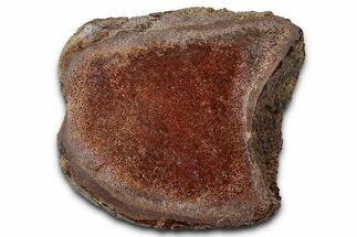 Polished Dinosaur Vertebra Section (Gembone) - New Mexico #348858