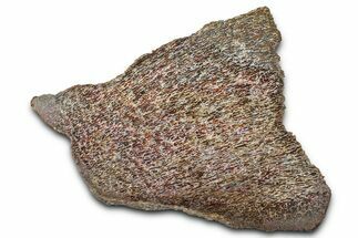 Polished Dinosaur Bone (Gembone) Section - New Mexico #348860