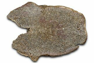 Polished Dinosaur Vertebra Section (Gembone) - New Mexico #348861