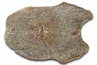 Polished Dinosaur Vertebra Section (Gembone) - New Mexico #348862