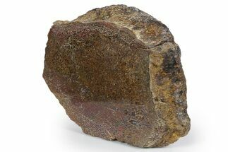 Polished Sauropod Vertebra Section (Gembone) - New Mexico #348864