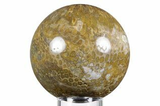 Coral Fossils For Sale