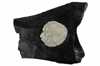 Pyrite Sun on Slate - Sparta, Illinois #348937