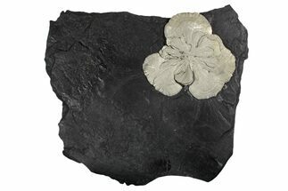 Large, Pyrite Sun on Slate - Sparta, Illinois #348941