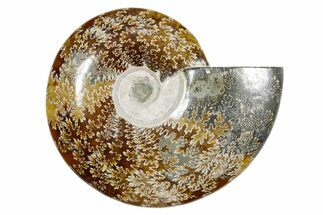Polished Fossil Ammonite (Cleoniceras) - Madagascar #349172