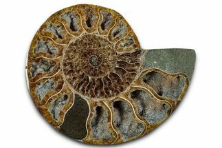 Cut & Polished Ammonite Fossil (Half) - Madagascar #349065