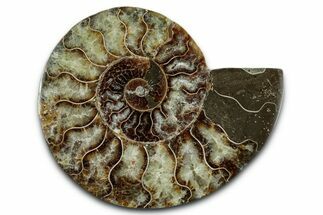 Cut & Polished Ammonite Fossil (Half) - Madagascar #349075