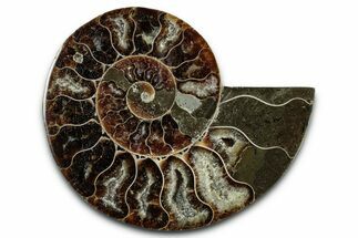 Cut & Polished Ammonite Fossil (Half) - Madagascar #349085