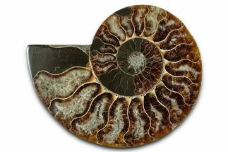 Cut & Polished Ammonite Fossil (Half) - Madagascar #349091