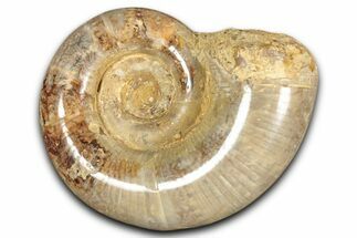 Jurassic Ammonite (Hemilytoceras) Fossil - Madagascar #349156