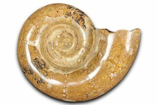 Jurassic Ammonite (Hemilytoceras) Fossil - Madagascar #349159