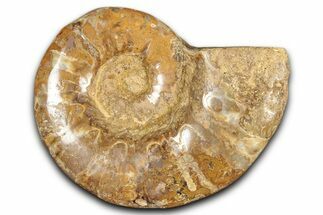 Jurassic Ammonite (Euaspidoceras) Fossil - Madagascar #349167