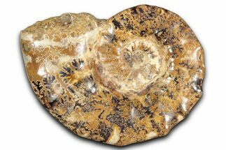 Jurassic Ammonite (Euaspidoceras) Fossil - Madagascar #349168