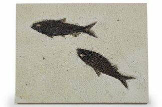 Two Detailed Fossil Fish (Knightia) - Wyoming #349238