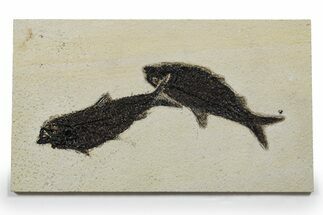 Multiple Fossil Fish (Knightia) Plate - Wyoming #349246