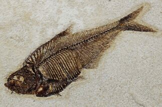 Detailed Fossil Fish (Diplomystus) - Wyoming #349259