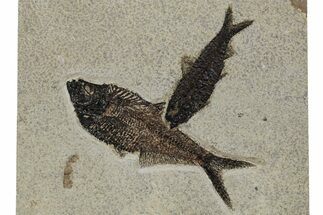 Multiple Fossil Fish (Diplomystus & Knightia) Plate - Wyoming #349260