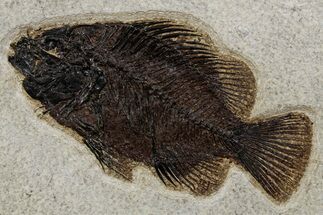 Detailed Fossil Fish (Cockerellites) - Wyoming #349263