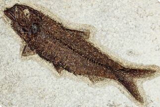 Detailed Fossil Fish (Knightia) - Wyoming #349207