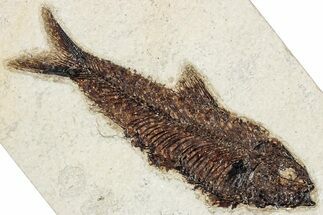 Detailed Fossil Fish (Knightia) - Wyoming #349209