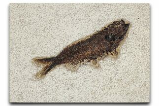Detailed Fossil Fish (Knightia) - Wyoming #349214