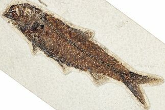 Detailed Fossil Fish (Knightia) - Wyoming #349271