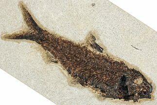 Detailed Fossil Fish (Knightia) - Wyoming #349272
