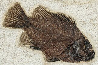 Detailed Fossil Fish (Cockerellites) - Wyoming #349275