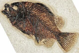 Fish Fossils For Sale