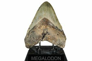 Fossil Shark Teeth For Sale