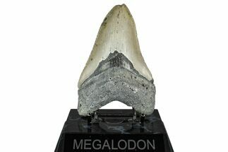 Serrated, Fossil Megalodon Tooth - North Carolina #349320