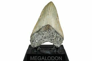 Fossil Megalodon Tooth - North Carolina #349322