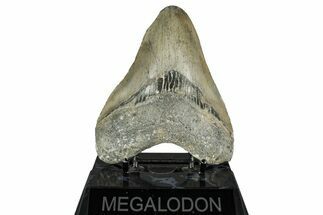 Serrated, Fossil Megalodon Tooth - North Carolina #349324