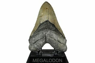 Fossil Shark Teeth For Sale