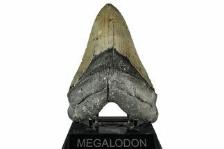 Serrated, Fossil Megalodon Tooth - North Carolina Monster #349337