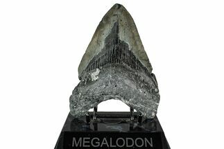 Fossil Megalodon Tooth - North Carolina #349348