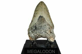 Bargain, Fossil Megalodon Tooth - North Carolina #349354