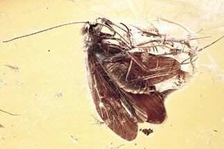 Detailed Fossil Caddisfly (Trichoptera) In Baltic Amber #349452