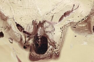 Giant Fossil Pseudoscorpion (Pseudoscorpiones) In Baltic Amber #349455