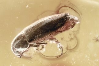 Fossil False Darkling Beetle (Abdera) in Baltic Amber #349458